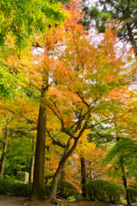 紅葉の写真