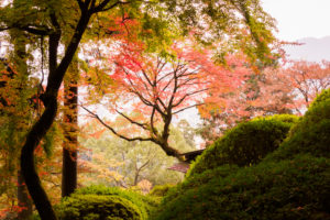 紅葉の写真