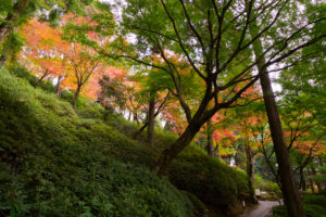 紅葉の写真