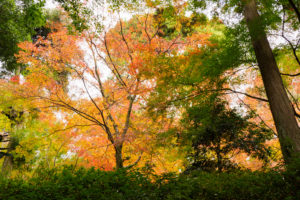 紅葉の写真