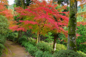 紅葉の写真