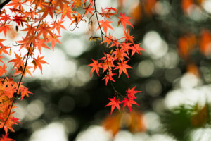 紅葉の写真