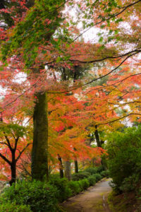 紅葉の写真