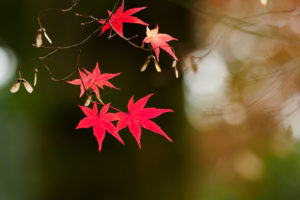 紅葉の写真