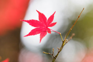 紅葉の写真