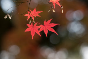 紅葉の写真