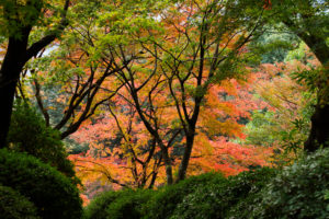 紅葉の写真