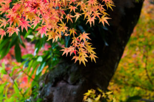 紅葉の写真