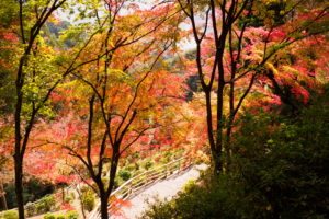 紅葉の写真