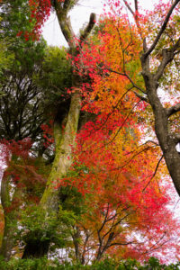 紅葉の写真