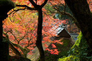 紅葉の写真