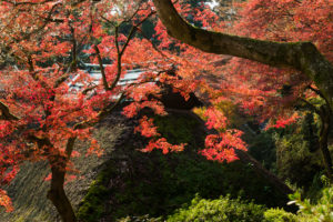 紅葉の写真