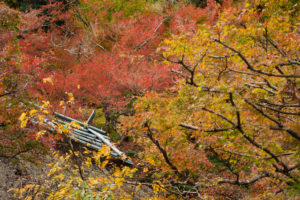 紅葉の写真