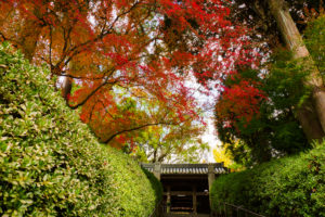 紅葉の写真