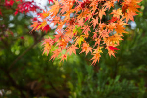 紅葉の写真