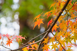 紅葉の写真