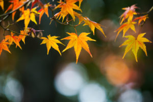 紅葉の写真