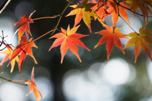 紅葉の写真