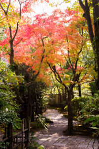 紅葉の写真