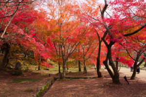 紅葉の写真