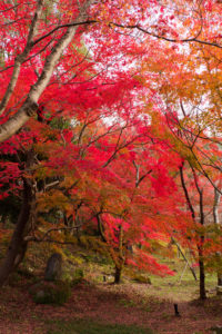 紅葉の写真