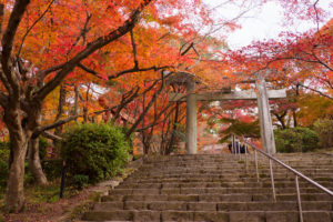 紅葉の写真