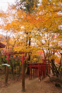 紅葉の写真