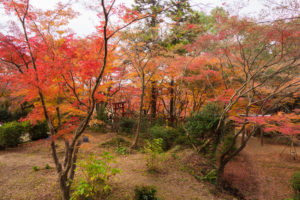 紅葉の写真
