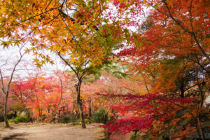 紅葉の写真