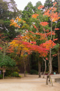 紅葉の写真