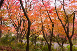 紅葉の写真