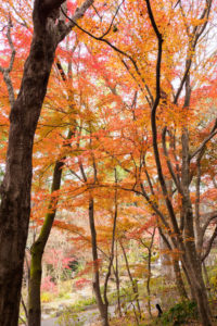 紅葉の写真