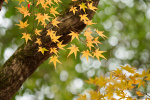 紅葉の写真