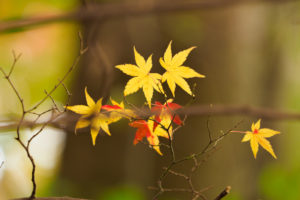 紅葉の写真