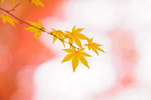 紅葉の写真