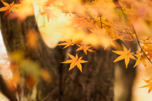 紅葉の写真