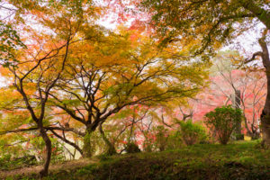 紅葉の写真