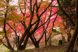 紅葉の写真