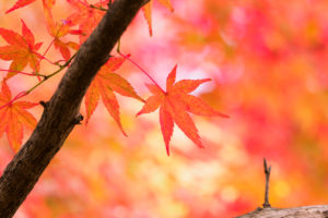 紅葉の写真