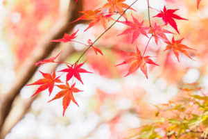 紅葉の写真