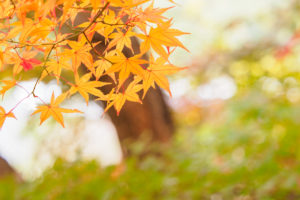 紅葉の写真