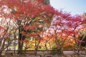 紅葉の写真