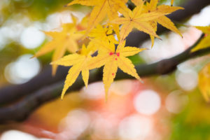 紅葉の写真