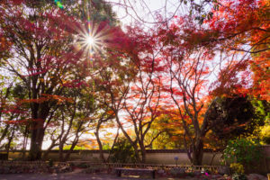 紅葉の写真