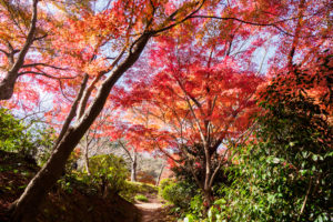 紅葉の写真