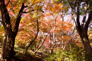 紅葉の写真