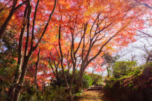 紅葉の写真