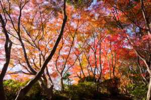 紅葉の写真