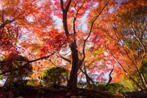 紅葉の写真
