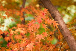 紅葉の写真